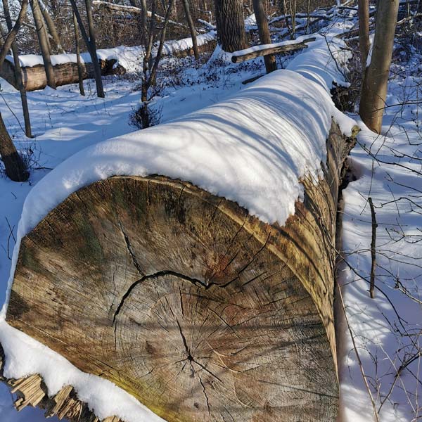 Schneebedeckter Baum im Winter