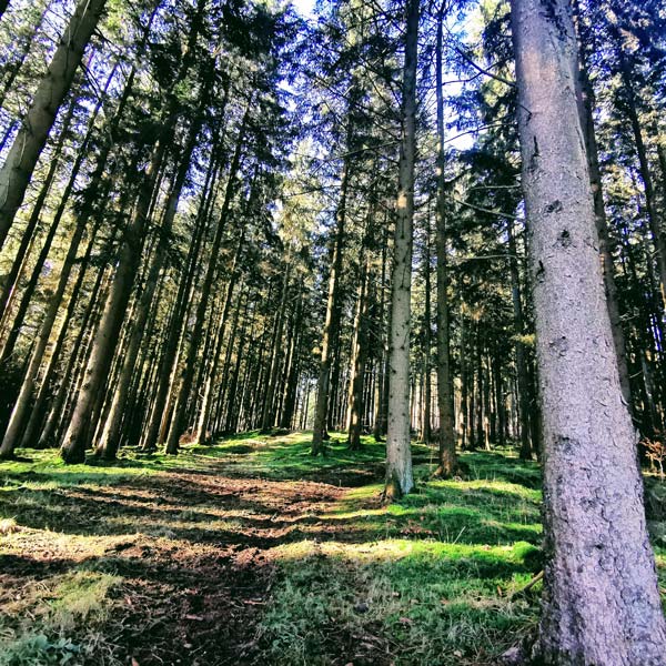 Wald in Hescheld